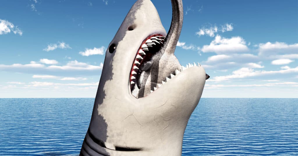 Great White Shark Teeth- Great White Shark Eating