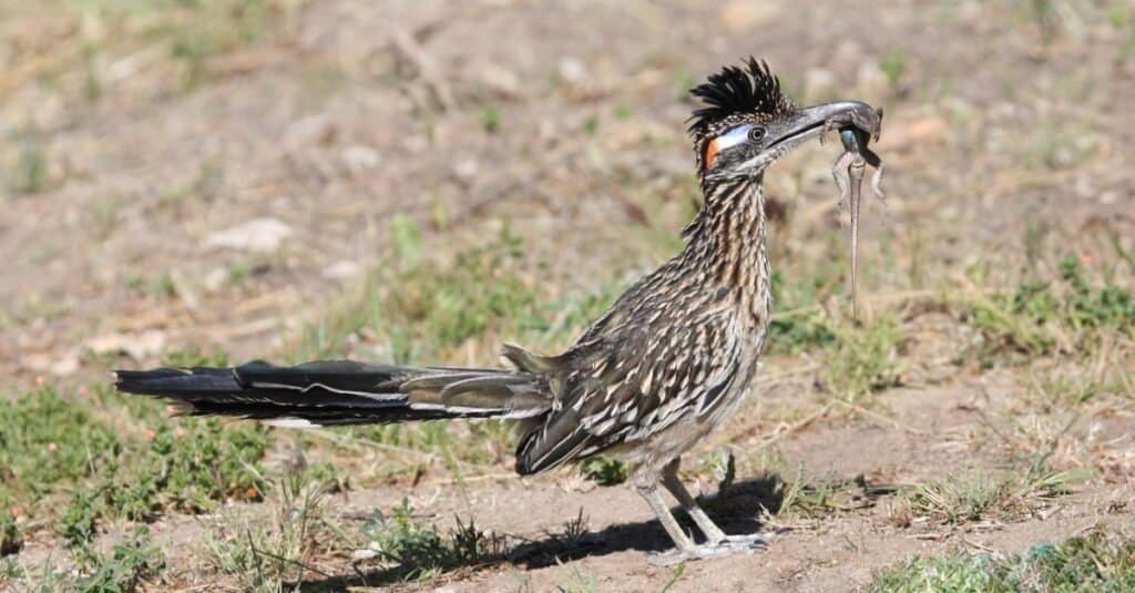 What Do Roadrunners Eat?