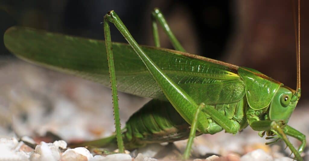 What Do Katydids Eat?