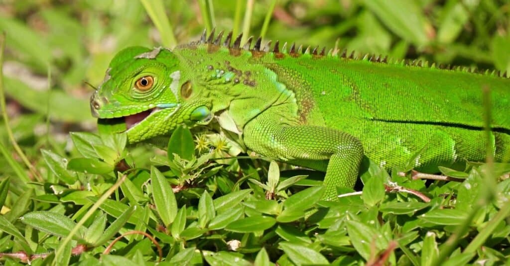 baby-green-iguana-eating-a-leaf