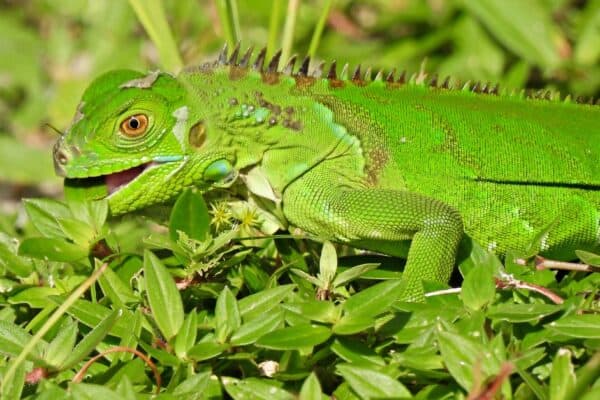 Green iguanas are among the most well-known herbivorous iguanas.