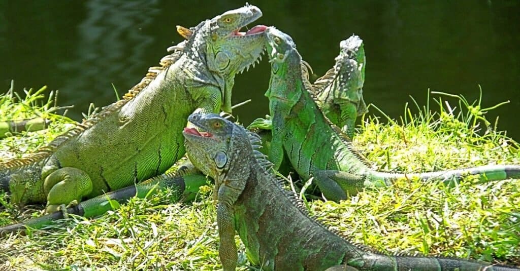 Iguanas in Florida What Species Are Native to Florida? (2022)