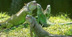 Iguanas in Florida: What Species Are Native to Florida? Picture