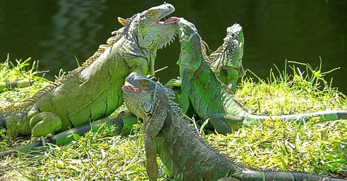 group-of-green-iguanas-by-a-lake