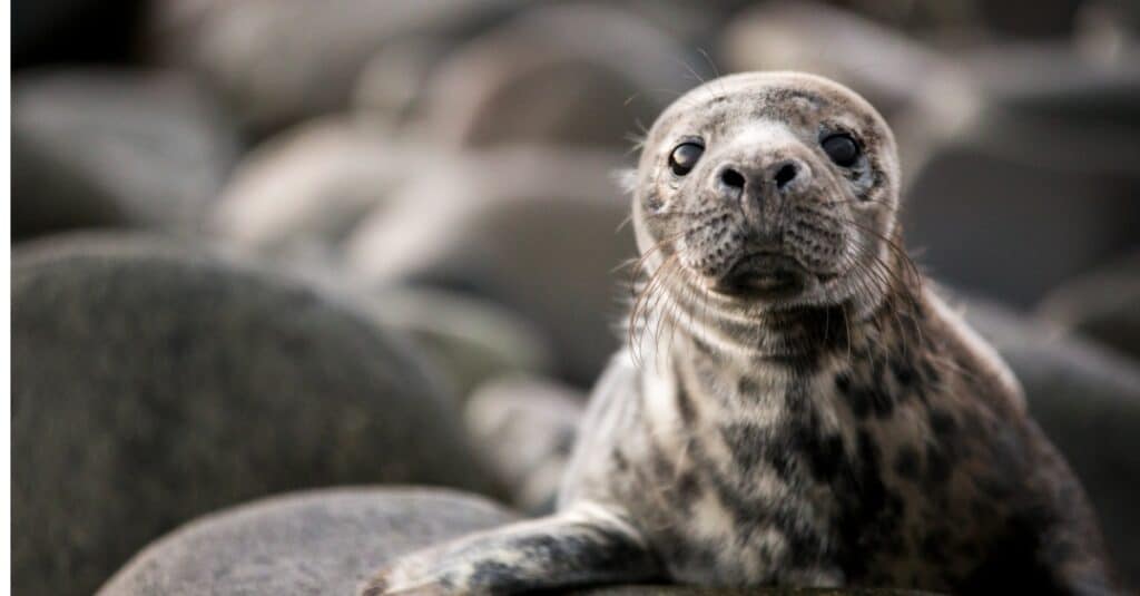 baby-seal-grey-seal