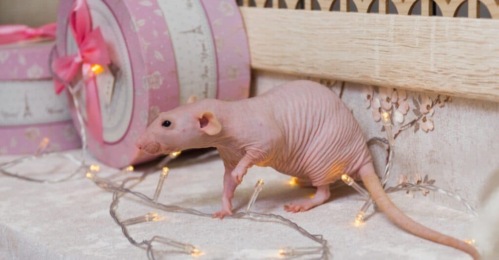 Hairless mouse under small Christmas lights