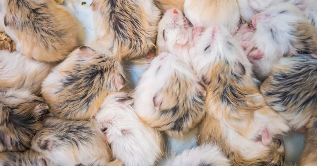 baby hamster naps