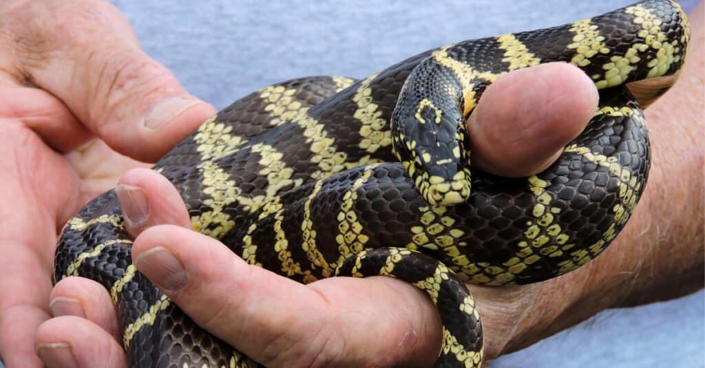 King Snake Eating Copperhead