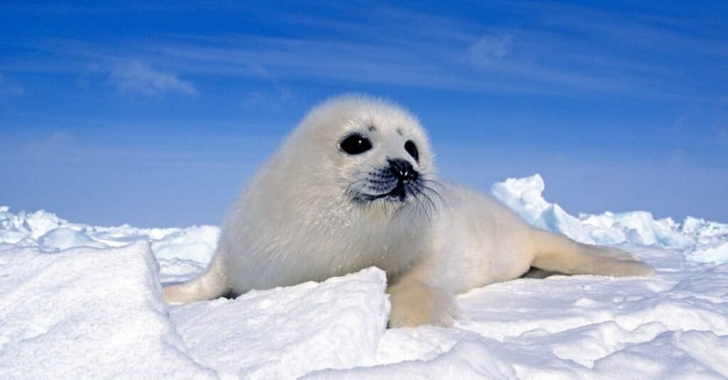 harp seal eating fish