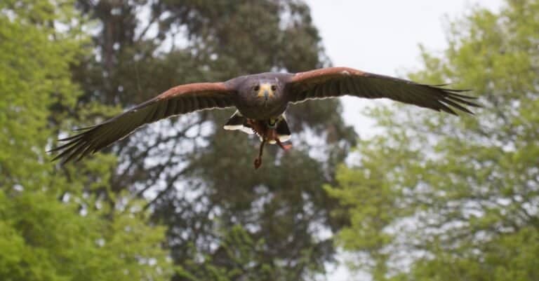 harris hawk in flight toward camera