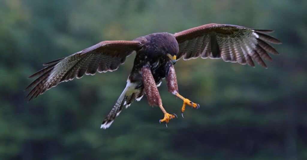 harris hawk in flight with claws ready