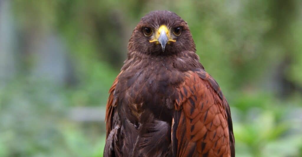 close up of harris hawk