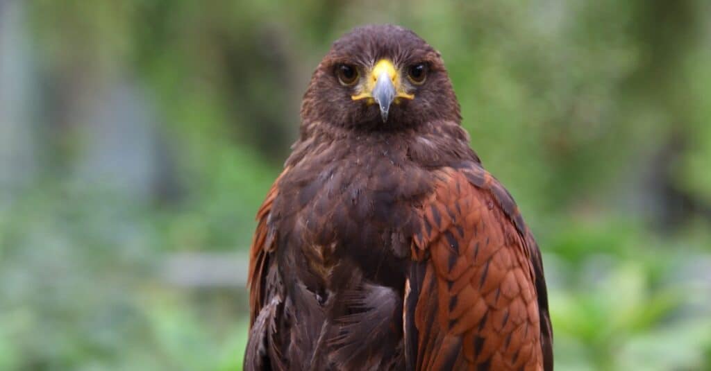 Hawk Wingspan & Size: How Big Are They?