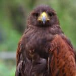 Harris's hawk