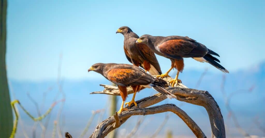 harris hawks perched in tree