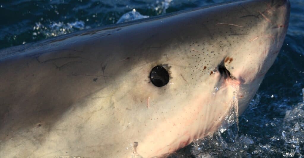 Shark Eyes: ตาฉลามขาวยักษ์
