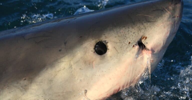 Shark Eyes: Great White Shark Eye