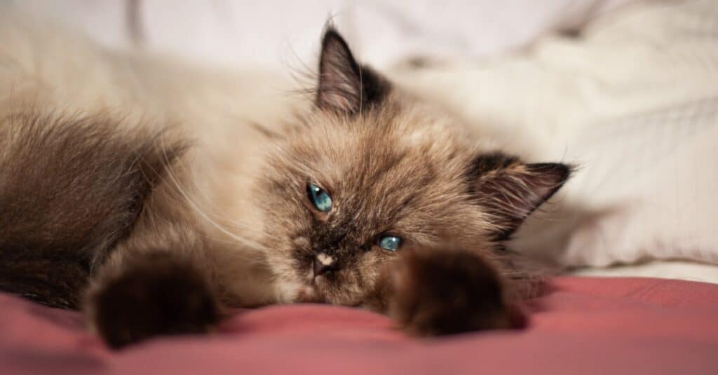 himalayan cat laying on red blanket