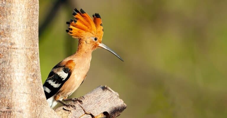 hoopoe perched in tree