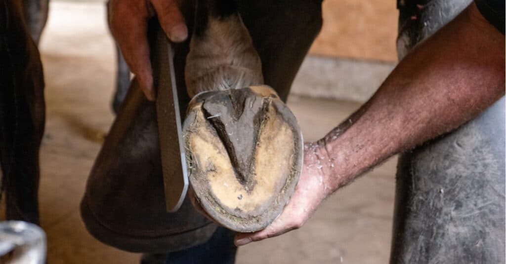 Why Do Horses Need Shoes? Horseshoes Do Serve a Purpose