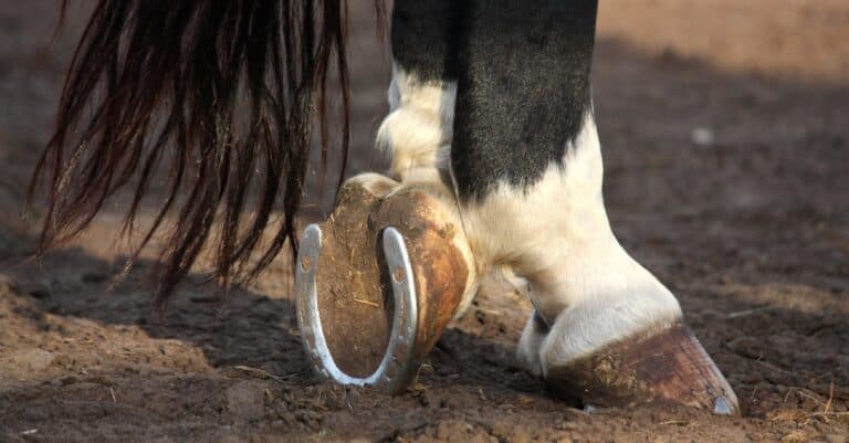 horse with metal horseshoes