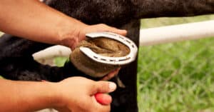 Why Do Horses Need Horseshoes? Picture