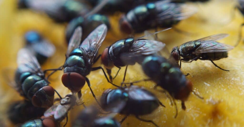 houseflies feasting together