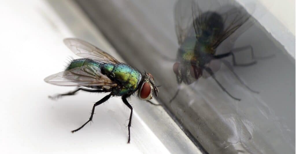 housefly on window pane