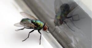 Discover 5 Easy Home Remedies to Get Rid of Flies Picture