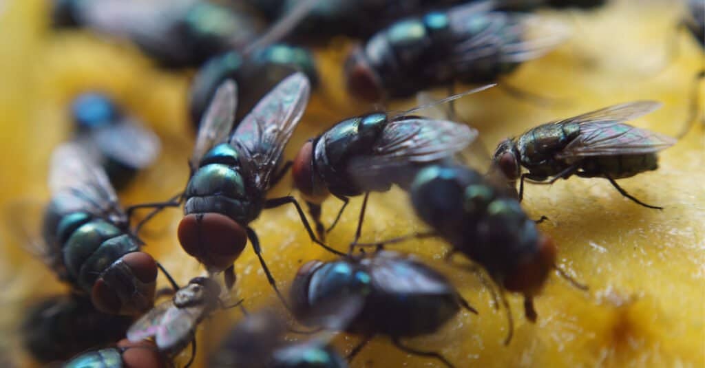 What do houseflies eat - houseflies suck mango juice