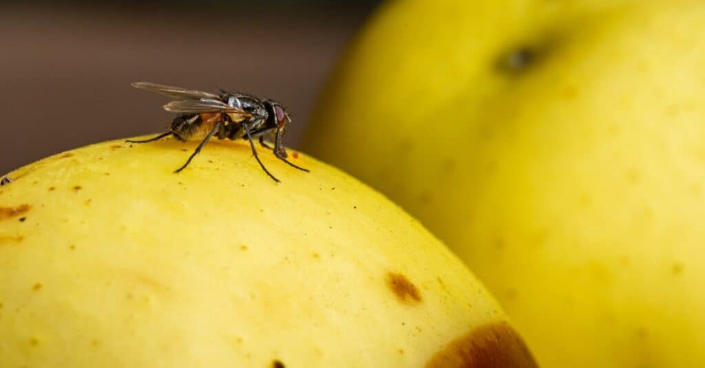 mouche domestique sur pomme pourrie