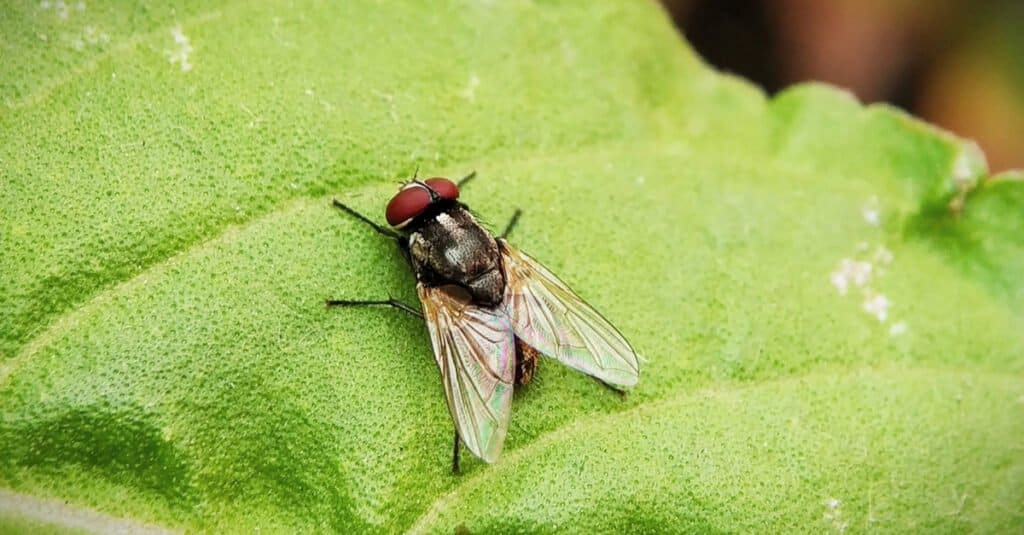 How long do house flies live?