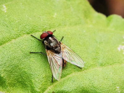 A Musca domestica