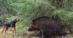 Discover the Largest Wild Boar Ever Picture