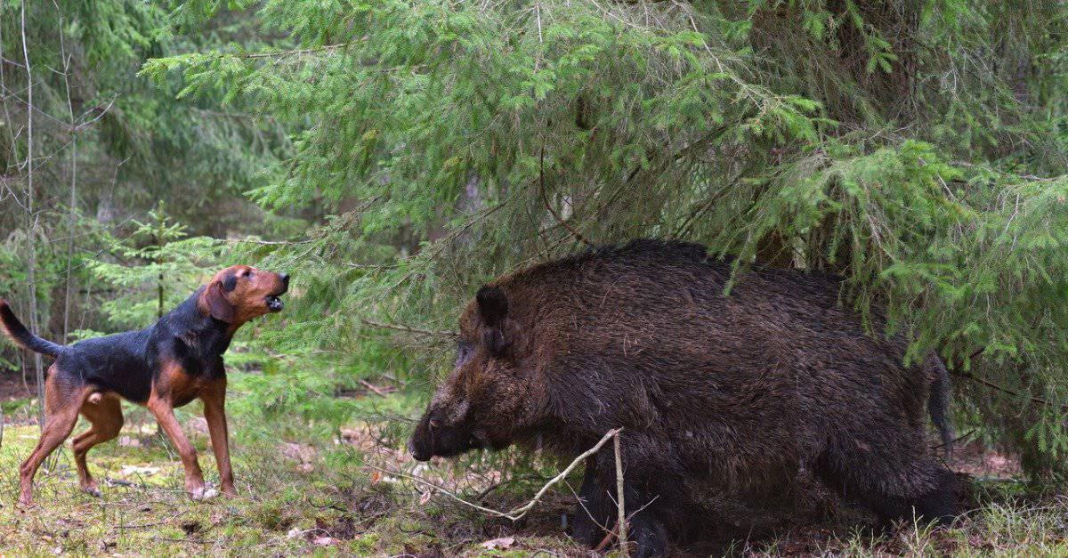 giant wild boar hunting