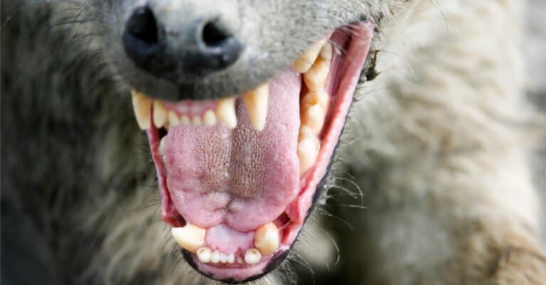 Hyena Teeth- Hyena Bearing its Teeth