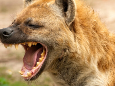 A Hyena Quiz: Find Out What You Know!