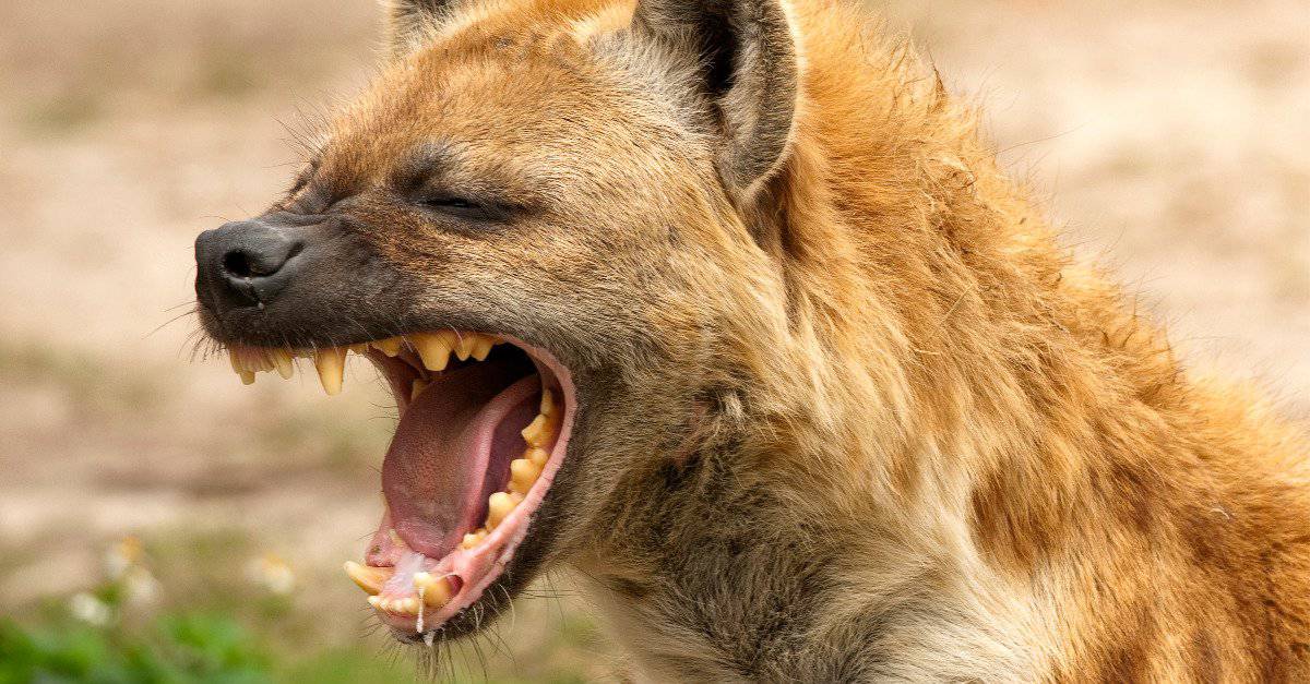 hyena bite