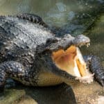 Crocodile in the swamp