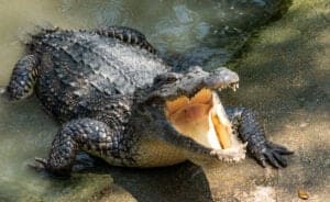 Florida Showdown: Who Emerges Victorious in a Burmese Python vs. Crocodile Battle? Picture