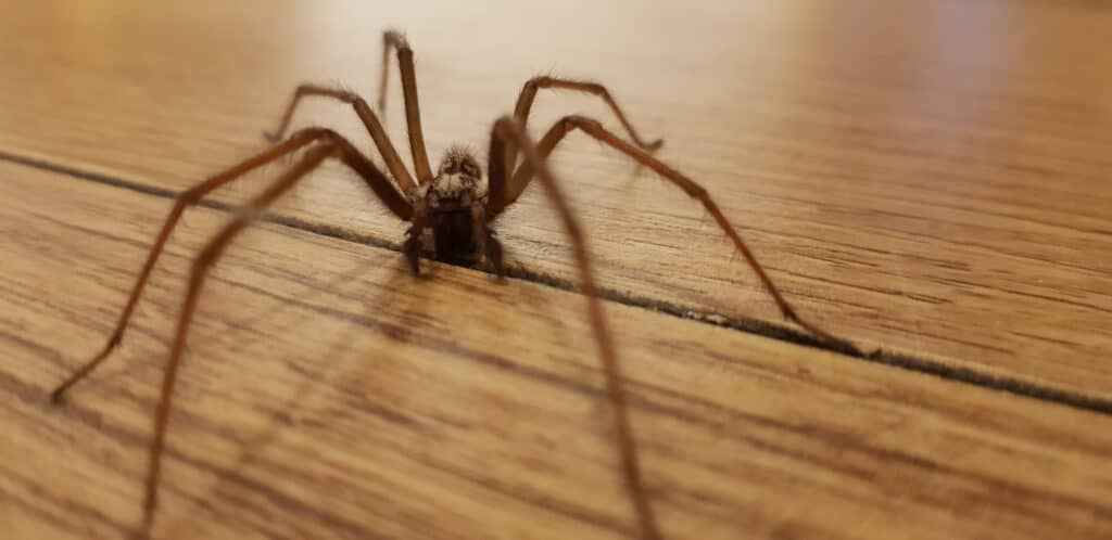 A close-up shot of a giant house spider on a wooden floor