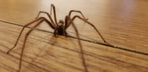 Discover 6 Brown Spiders in Oregon photo