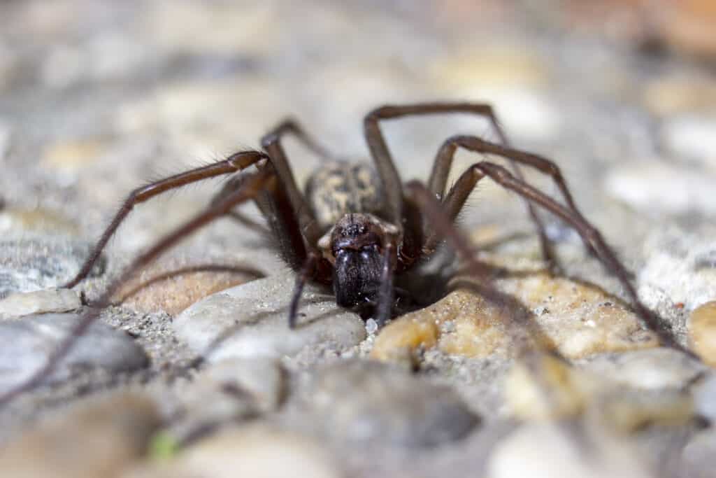 Detail of giant house spider eratigena artica on stones