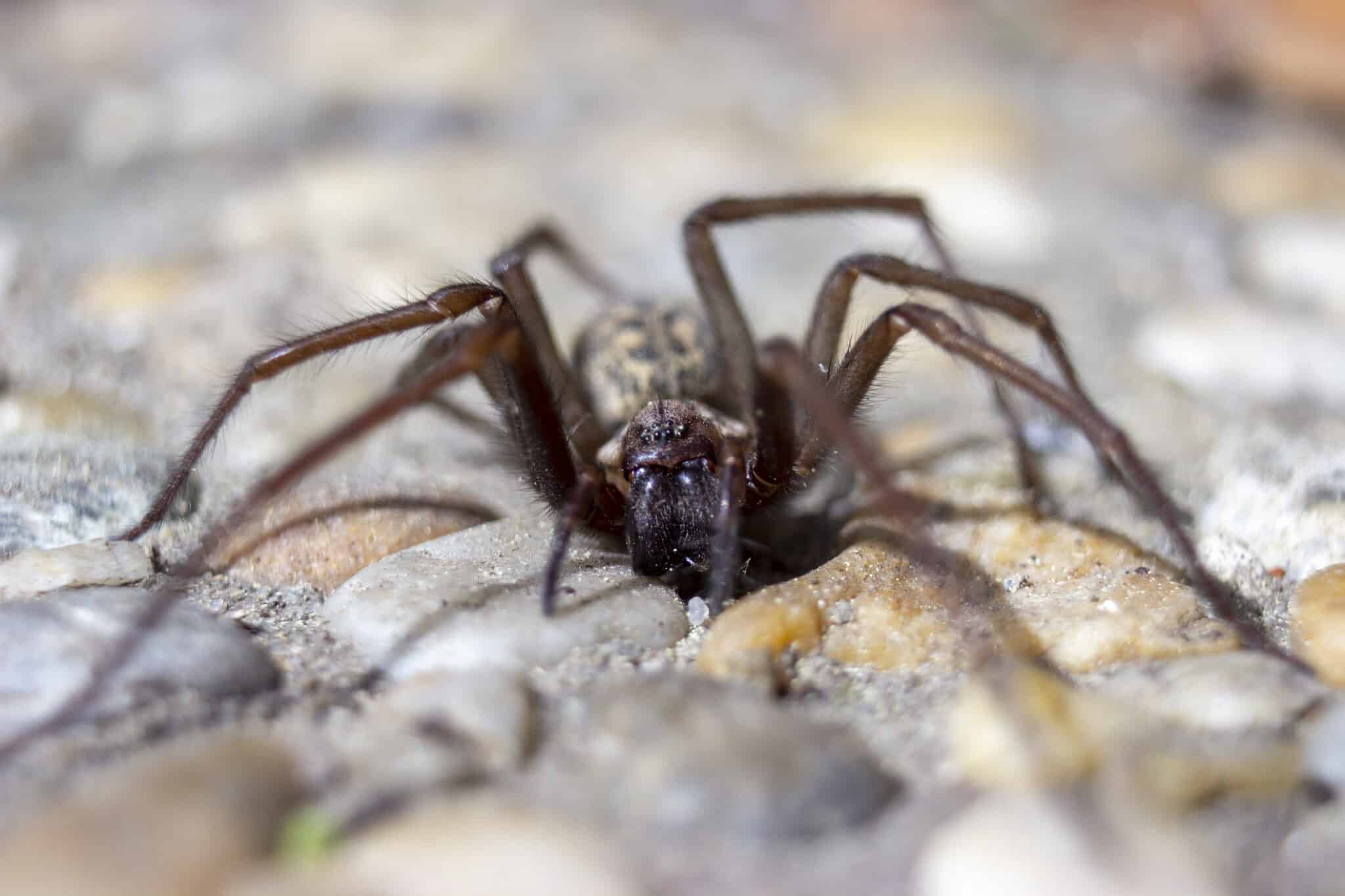 Giant House Spider Animal Facts - Eratigena atrica - A-Z Animals