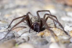 The Top 10 Biggest Spiders Crawling Around the United States Picture