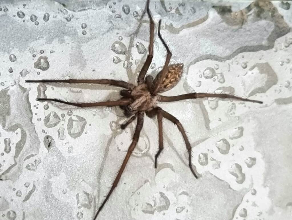 Close up image of a giant house spider (Eratigena atrica) in raindrops on glass.