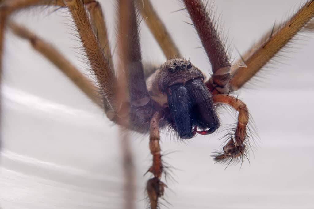 Macro close-up of the Giant House Spider