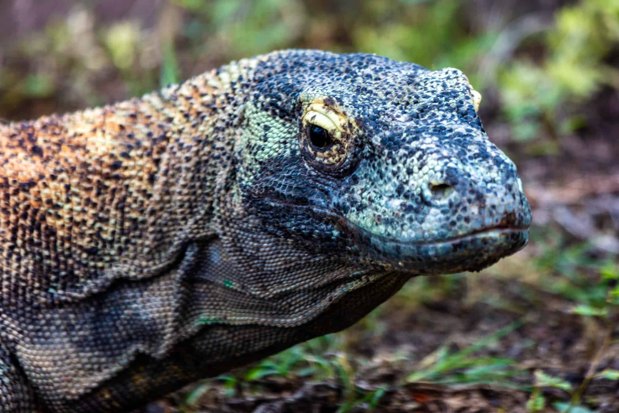 Komodo Reptile Scales