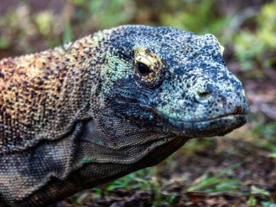 A See This Hungry Komodo Dragon Snag a Massive Fish and Gulp It Down in 3 Seconds Flat