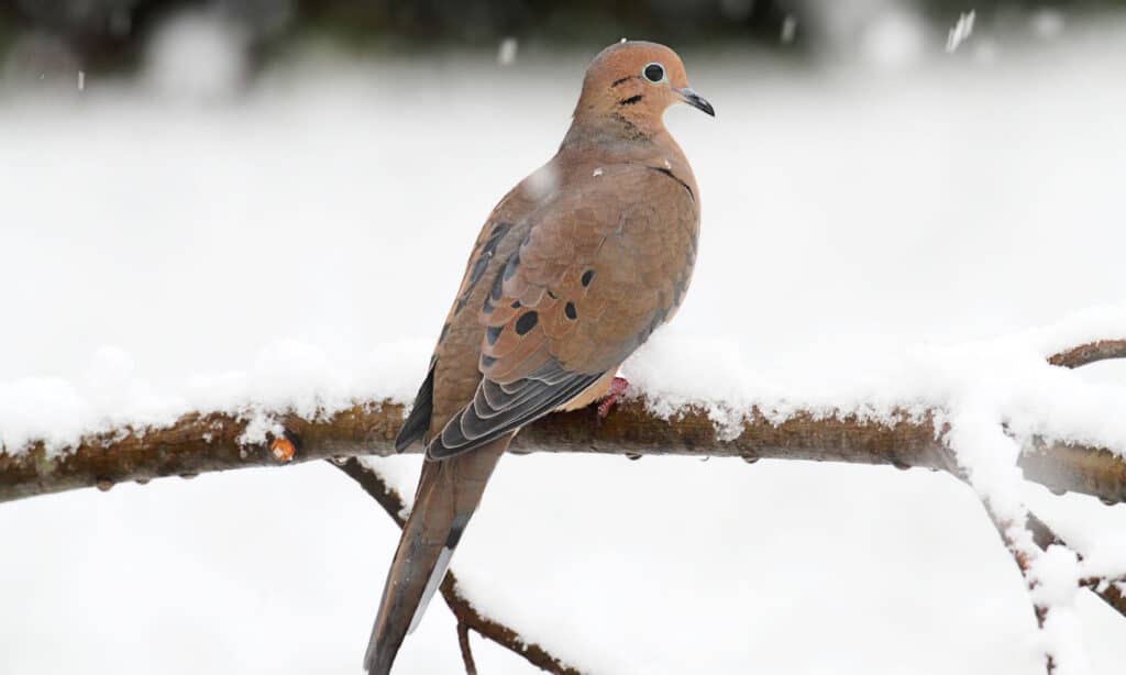 A mourning dove perching on a tree branch.